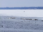 image/_roskilde_fjord-444.jpg