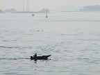 image/_roskilde_fjord-460.jpg