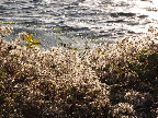 image/_roskilde_fjord-5091.jpg