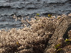 image/_roskilde_fjord-5092.jpg
