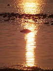 image/_roskilde_fjord-564.jpg