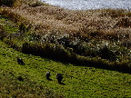 image/_roskilde_fjord-580.jpg