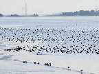 image/_roskilde_fjord-582.jpg