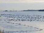image/_roskilde_fjord-583.jpg