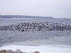 image/_roskilde_fjord-606.jpg