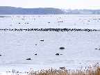 image/_roskilde_fjord-627.jpg