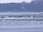 image/_roskilde_fjord-631.jpg