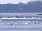 image/_roskilde_fjord-632.jpg