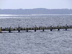 image/_roskilde_fjord-645.jpg