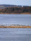 image/_roskilde_fjord-7498.jpg