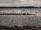 image/_roskilde_fjord-782.jpg