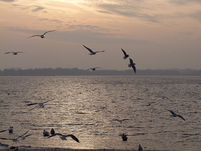 image/roskilde_fjord-312.jpg