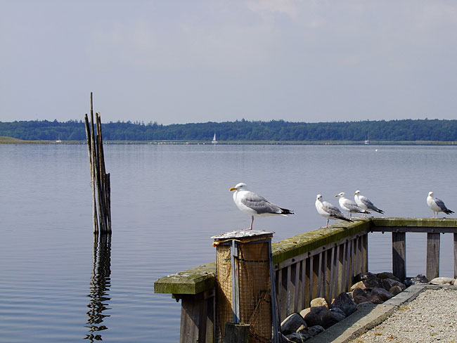image/roskilde_fjord-7390.jpg