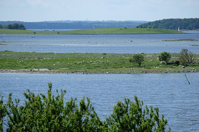 image/roskilde_fjord-7922.jpg