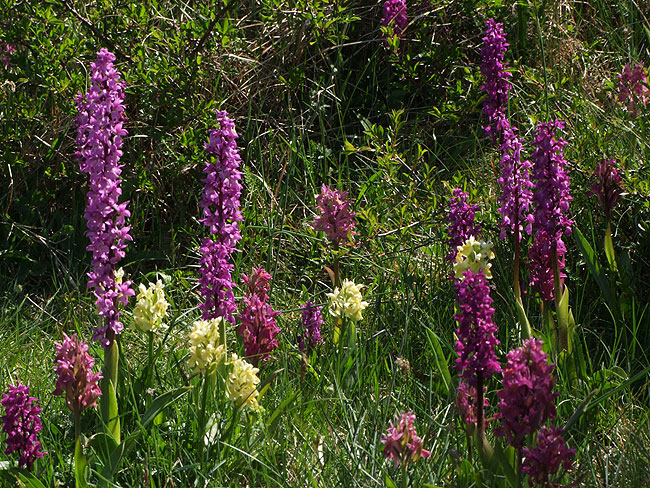 image/goegeurt_paa_oeland-695.jpg
