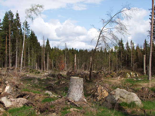 image/rydning_i_skoven-072.jpg