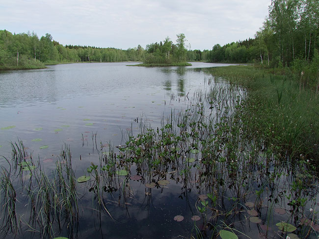 image/svensk_skovsoe-022.jpg