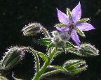 image/_hjulkrone-03.jpg