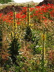 image/_kongelys-0093.jpg