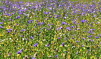 image/_kornblomster-01.jpg