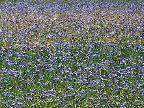image/_kornblomster-06.jpg