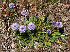 image/_kugleblomst-737.jpg