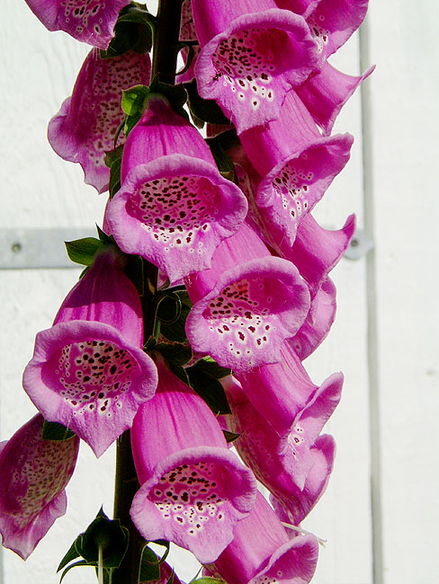 image/alm._fingerboel-02.jpg