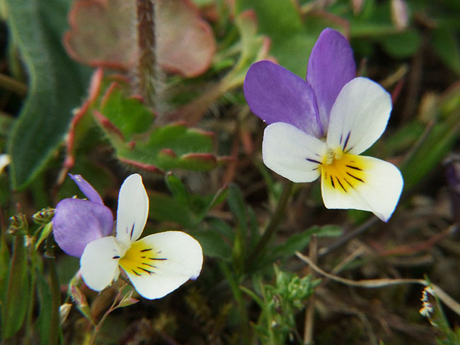 image/alm_stedmoderblomst-01.jpg