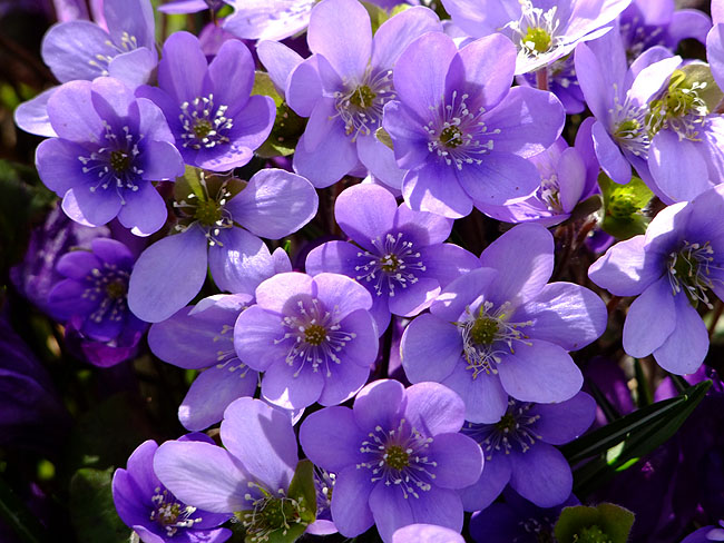 image/blaa_anemoner-627.jpg
