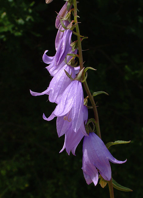 image/ensidig_klokkeblomst-02.jpg