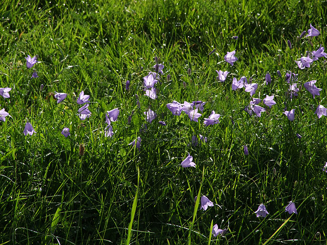 image/klokkeblomster-167.jpg