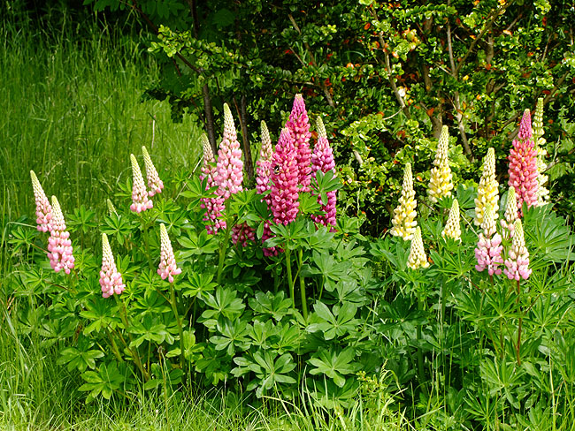 image/lupin-158.jpg