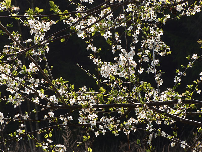 image/mirabelle_blomster-285.jpg