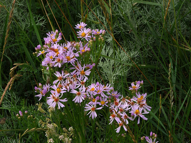 image/strand_asters-424.jpg