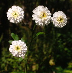 image/_blomst-027.jpg