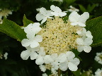 image/_blomster-005.jpg