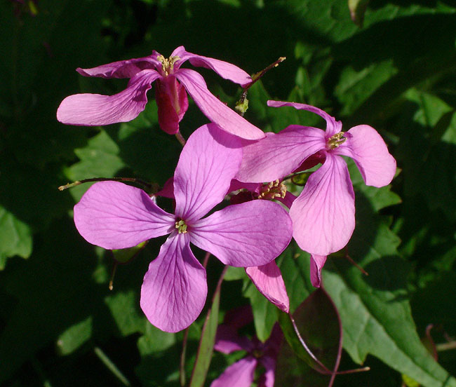 image/blomst-001.jpg