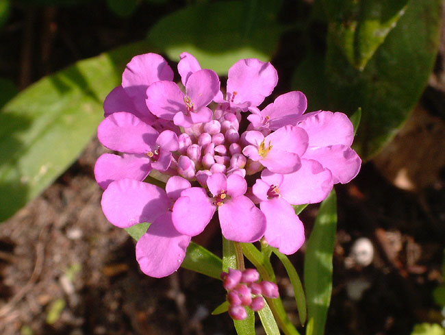 image/blomst-002.jpg