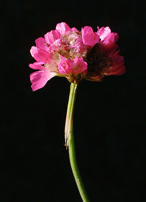 image/blomst-030.jpg
