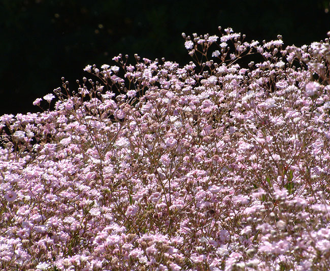 image/blomst-036.jpg