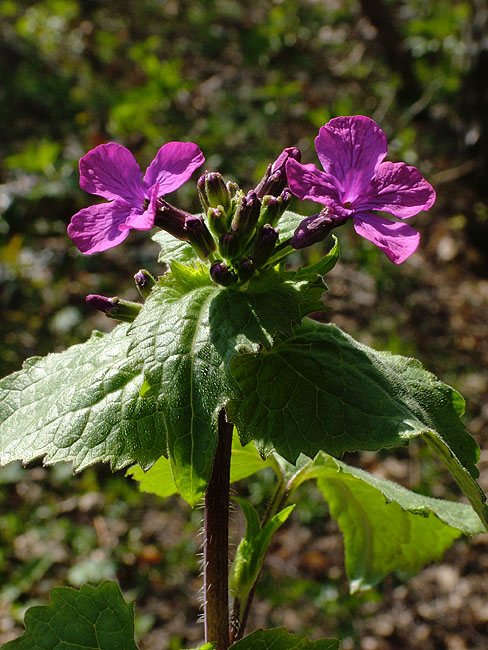 image/blomst-048.jpg