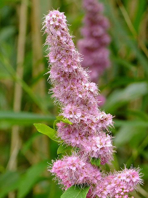 image/blomst-133.jpg