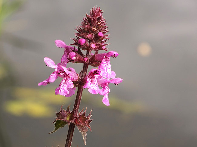 image/blomst-134.jpg