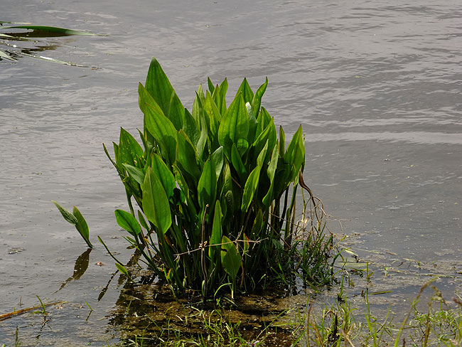 image/vandplante-8806.jpg