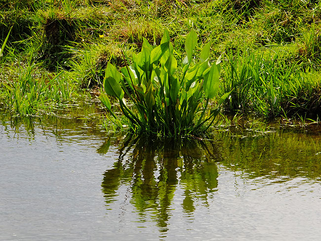 image/vandplante-8808.jpg