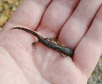 image/_salamander-11.jpg