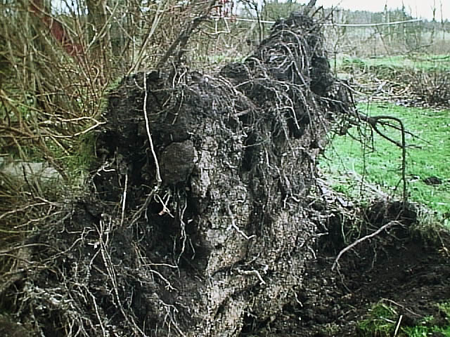 image/vaeltet_trae-01.jpg