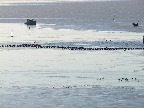 image/_fugle_roskilde_fjord-479.jpg
