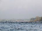 image/_skarver_sjaelsoe-980.jpg