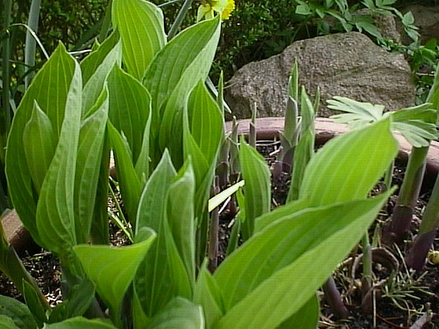 image/planter-02.jpg
